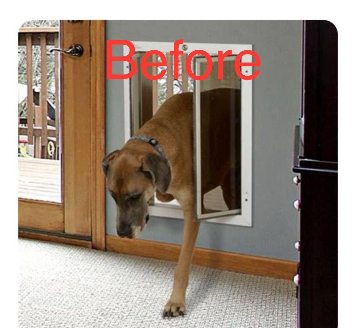 Before Renovating Dog's Door